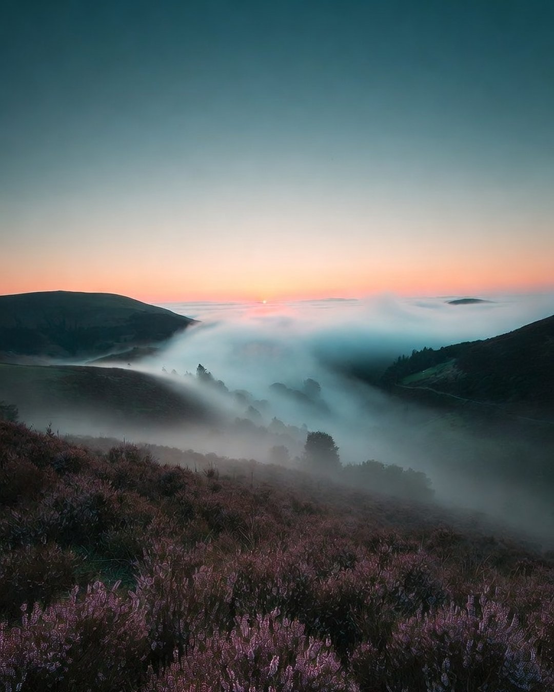 Purple heather moorland with fog filling the valley at dawn