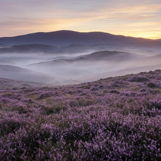Heather Moor Dawn by Sessions