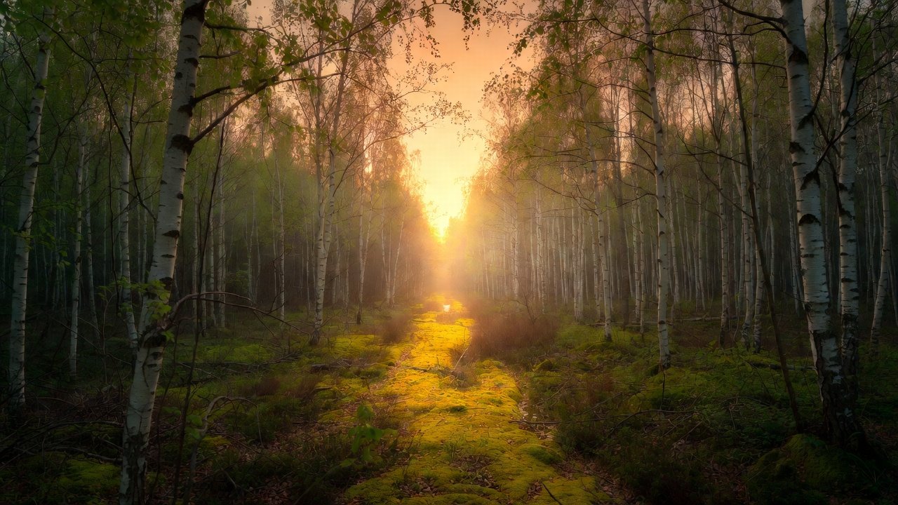 Musicevolution — Birch Soft Light